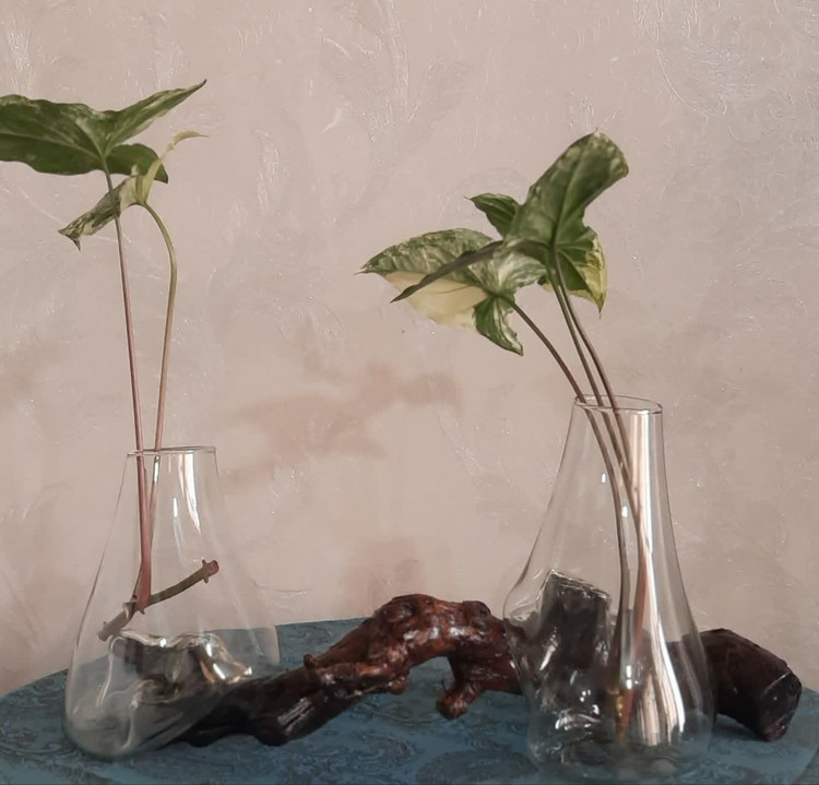 گلدان «جنگل کوچک» 🌿